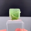 specimen video
