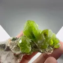 specimen video