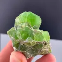 specimen video