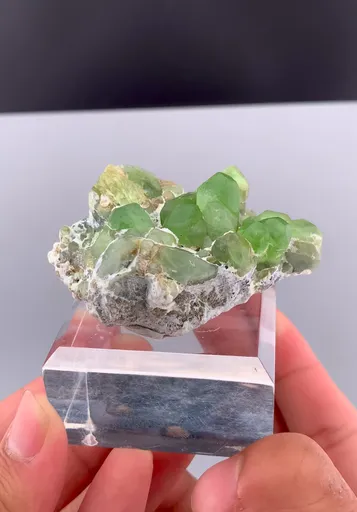 specimen video
