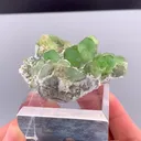 specimen video