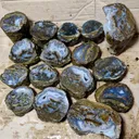 Petrified - image 5