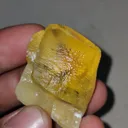specimen video