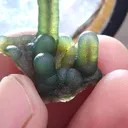 specimen video