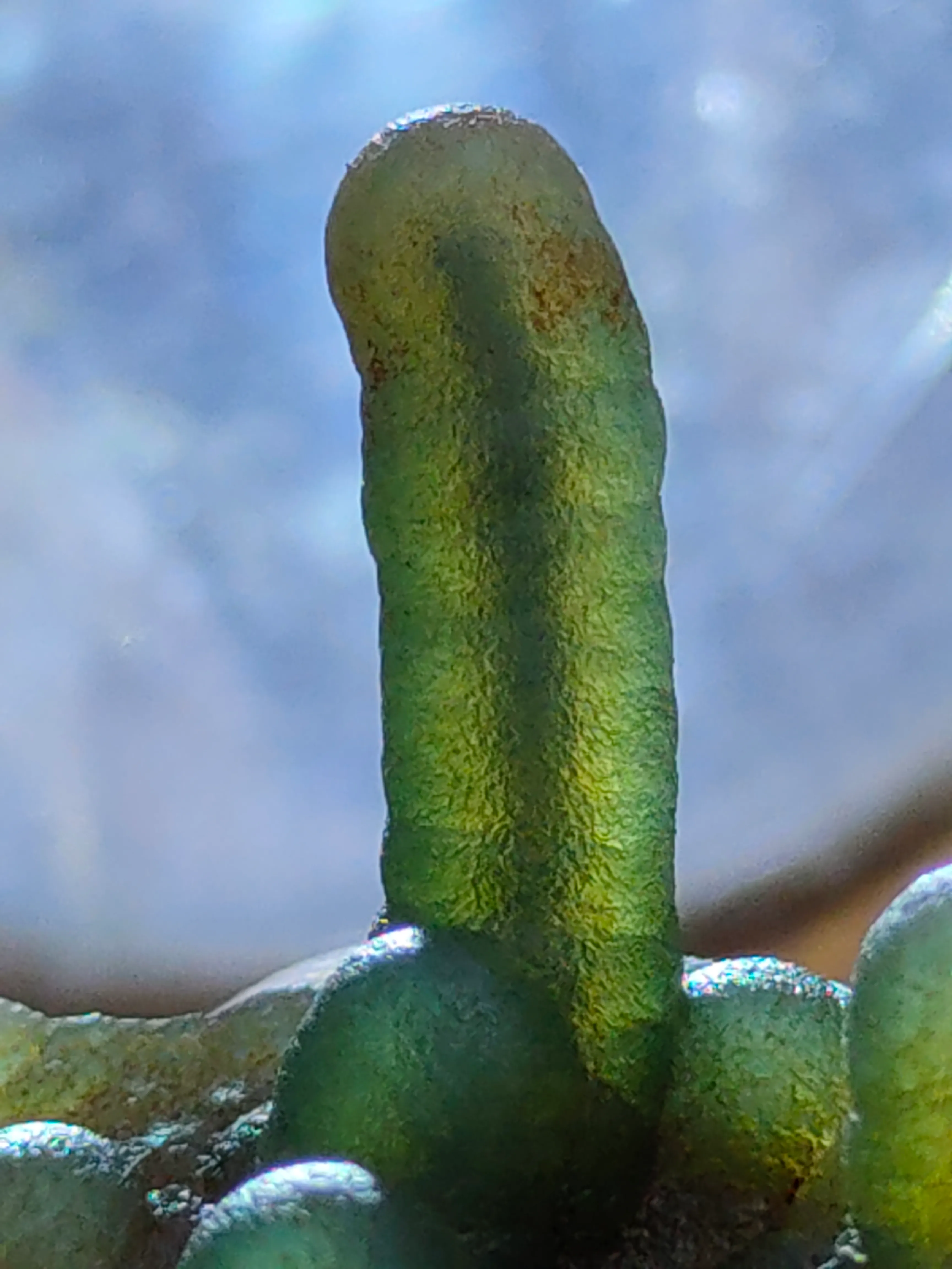 Phantom Green Chalcedony  Natural Mineral specimen - image 3