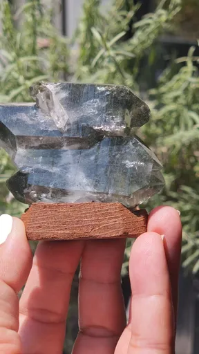 specimen video