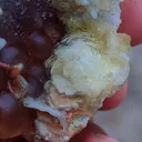 Phillipsite with Fluorite on Chalcedony. - image 9