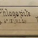 Phlogopite - image 3