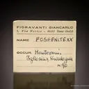 Phosgenite - image 4