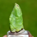 Phosphohedyphane 60 grams - Saint Martin, Bouillac, Villefranche-de-Rouergue, Aveyron, France - image 3