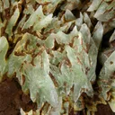 Phosphophyllite - image 2