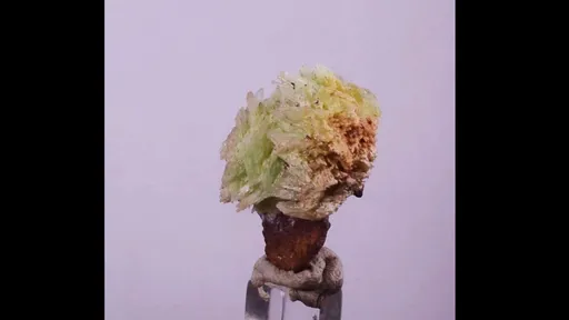 specimen video