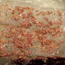 Piemontite, Quartz, Calcite, Kaolinite - image 2