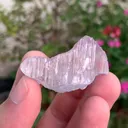 specimen video