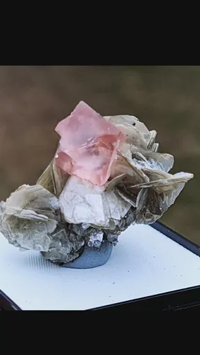 specimen video