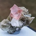 specimen video