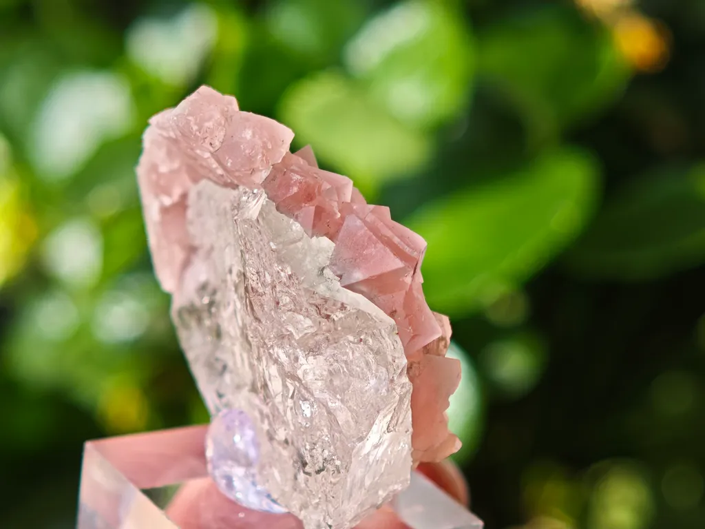 Pink Fluorite on Quartz from Mont-Blanc, France. Aesthetic crystals of translucent pastel pink alpine fluorite on bright, transparent quartz - image 3