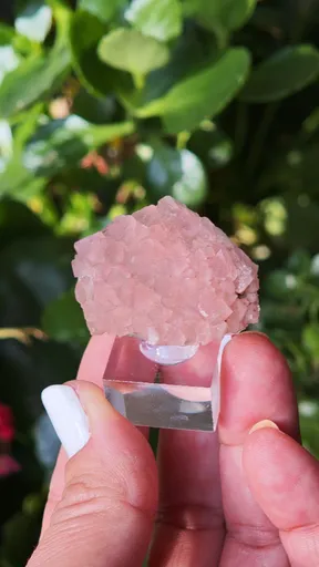 specimen video