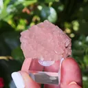 specimen video