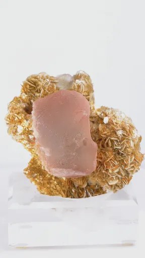 specimen video