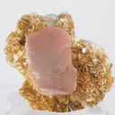 specimen video