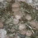 Pink Garnet with Diopside on Matrix - image 3