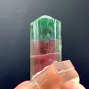 specimen video