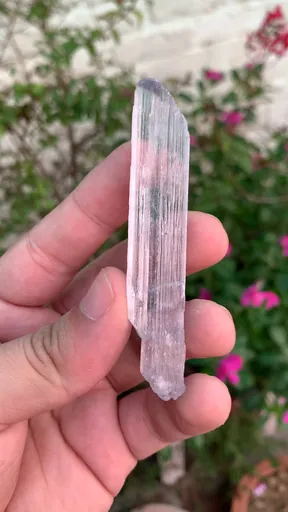 specimen video