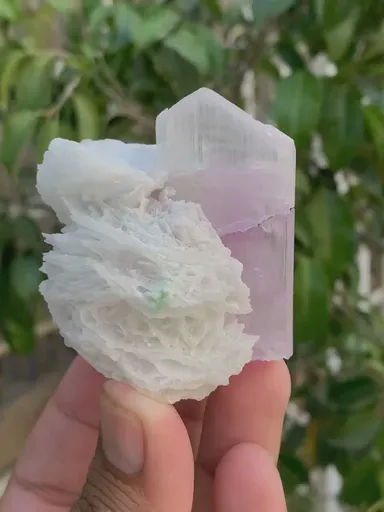 specimen video