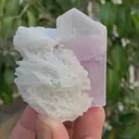 specimen video