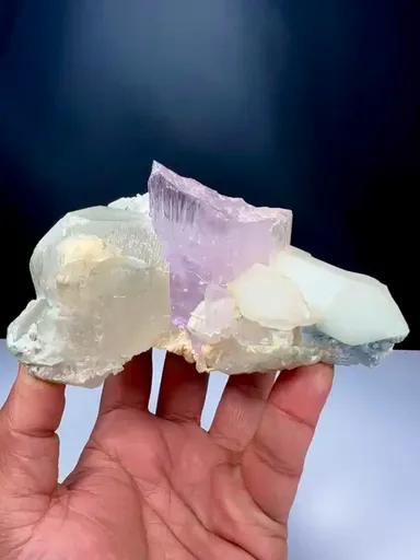 specimen video