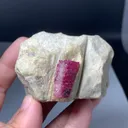 specimen video