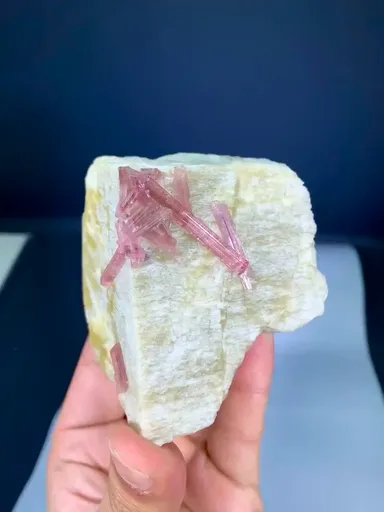 specimen video
