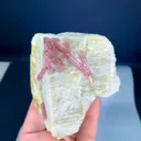 specimen video