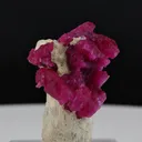 specimen video