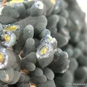 Plumbogummite - image 2