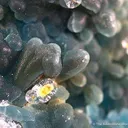 Plumbogummite - image 2