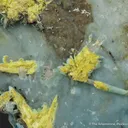 Plumbogummite and Pyromorphite - image 6