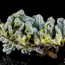 Plumbogummite ps Pyromorphite - image 1