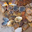 specimen video