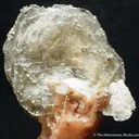 Polylithionite on Serandite - image 2