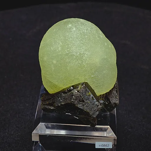 specimen video