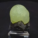 specimen video