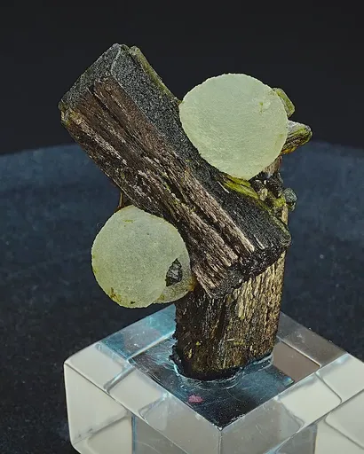 specimen video