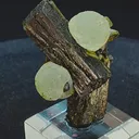 specimen video