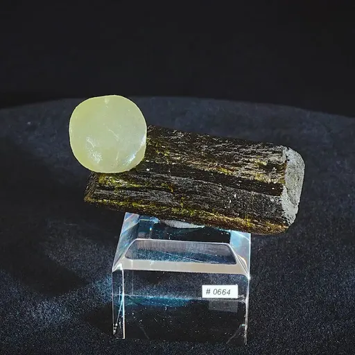 specimen video