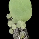 Prehnite on Epidote "Lollipop" - image 1
