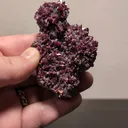 specimen video