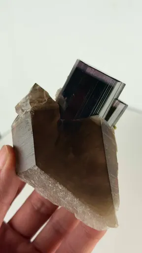 specimen video