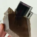 specimen video